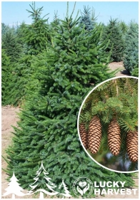 Саджанець Ялини Європейської (Picea abies) у горщіку 1 л. висо... - 120 ₴,  купити на ІЗІ (61000446)